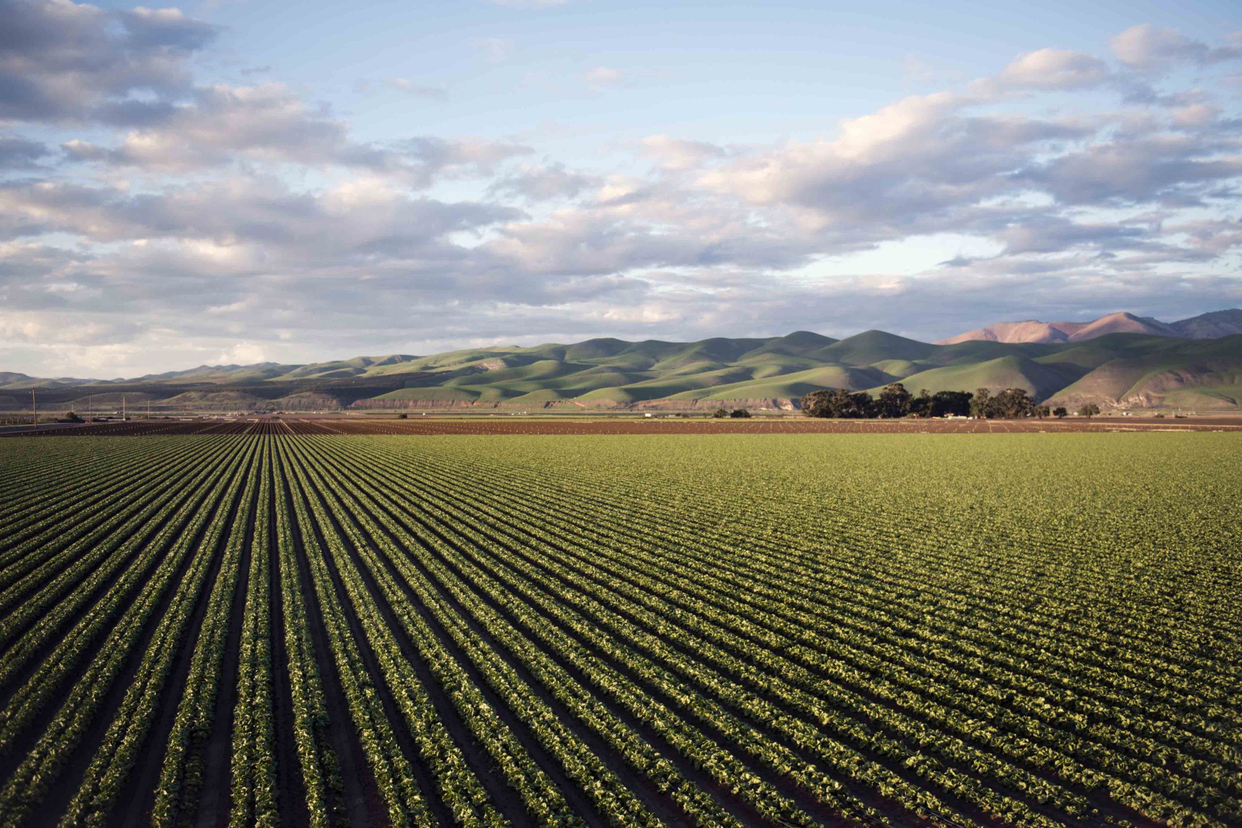 Doğal Agro Gıda Bakliyat